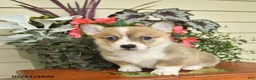 Welsh Corgi Pembroke dogs for sale: Abby  - Ad 3
