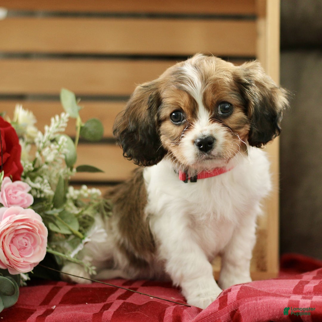 Cavachon dogs for sale: Ava  - Ad 1