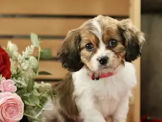 Cavachon dogs Ava - Ad 24