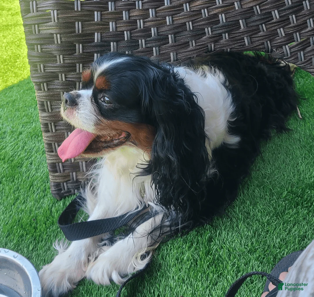 Gallery Image {{count}}