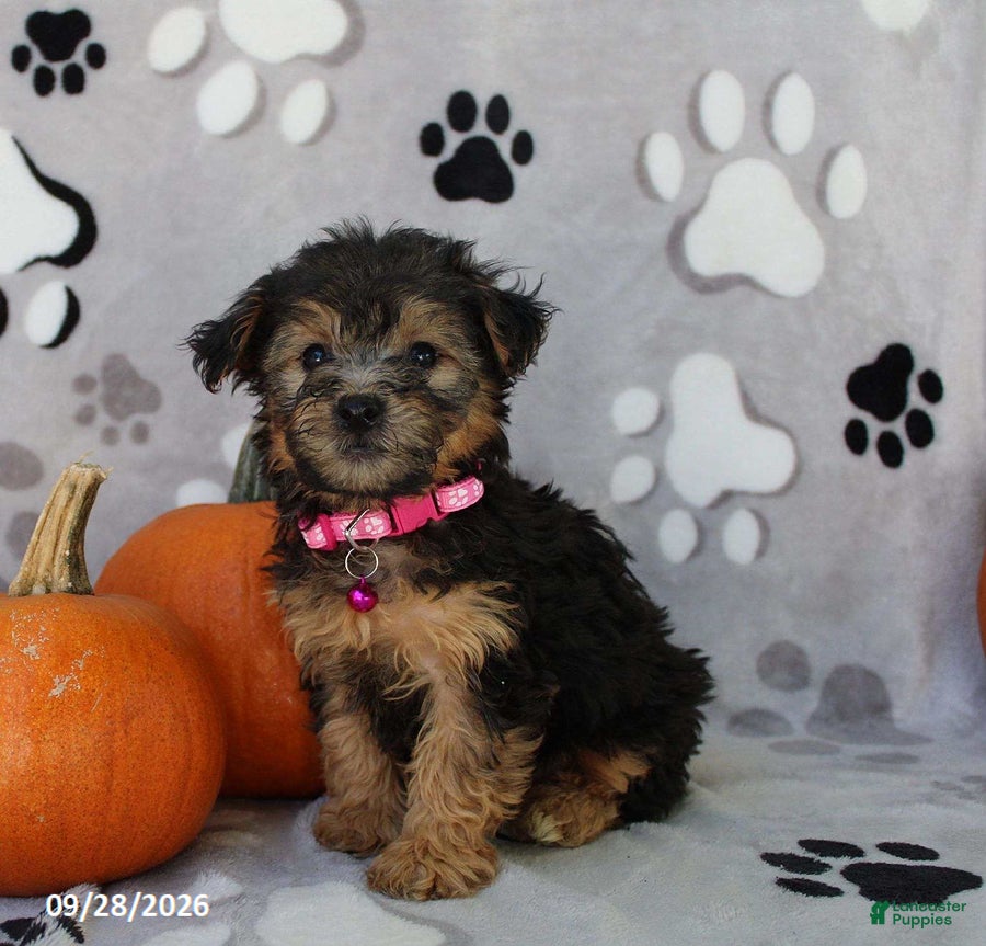 Yorkiepoo dogs Sierra - Ad 1