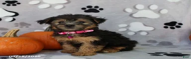 Sierra