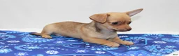 Chihuahua dogs for sale: Chihuahua 2 - Ad 5