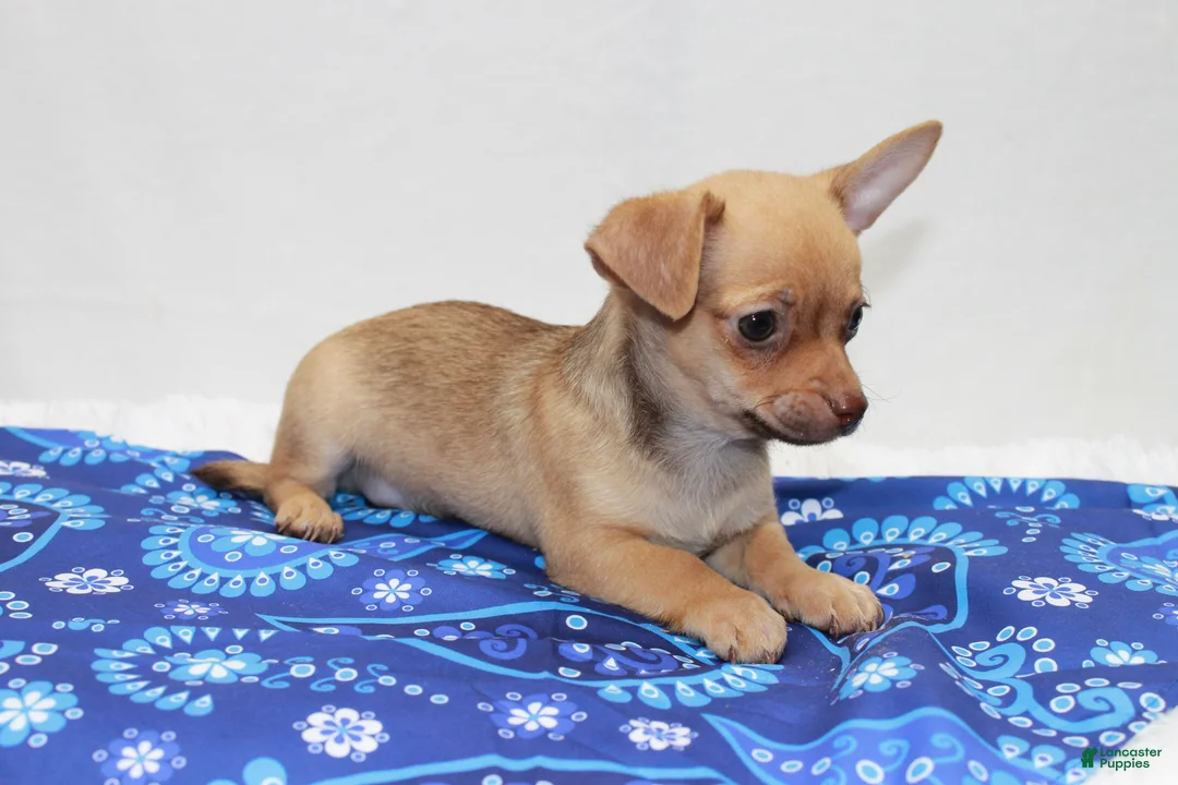 Chihuahua dogs for sale: Chihuahua 2 - Ad 5