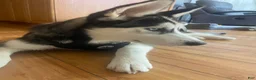 Siberian Husky dogs for sale: Jack Siberian Husky  - Ad 1