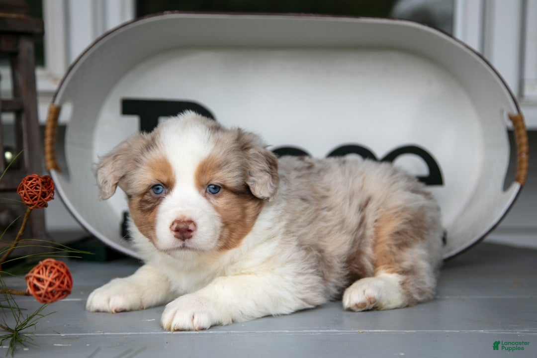 Australian Shepherd dogs for sale: Momo - Ad 1