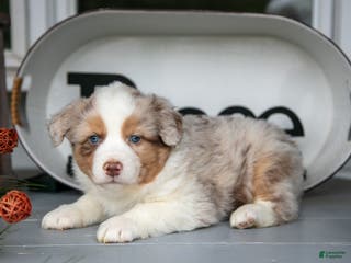 Australian Shepherd dogs Momo - Ad 21
