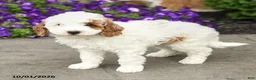 Mini Goldendoodle dogs for sale: Sammy - Ad 3
