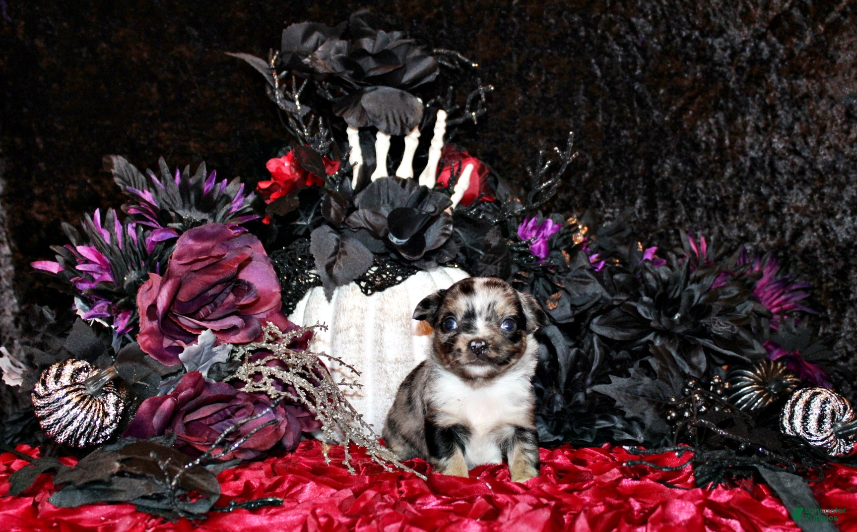 Chihuahua dogs for sale: Crush - Ad 7