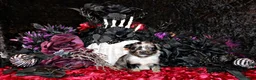 Chihuahua dogs for sale: Crush - Ad 1