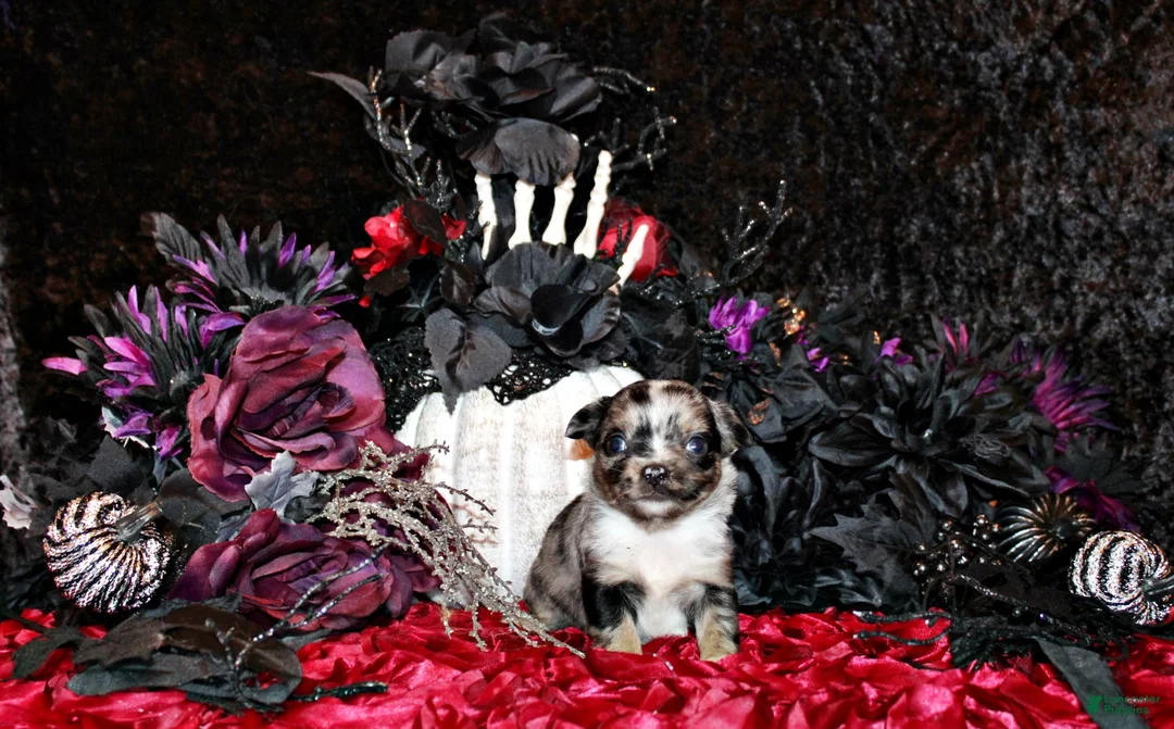 Chihuahua dogs for sale: Crush - Ad 1