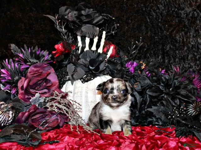 Chihuahua dogs for sale: Crush - Ad 7