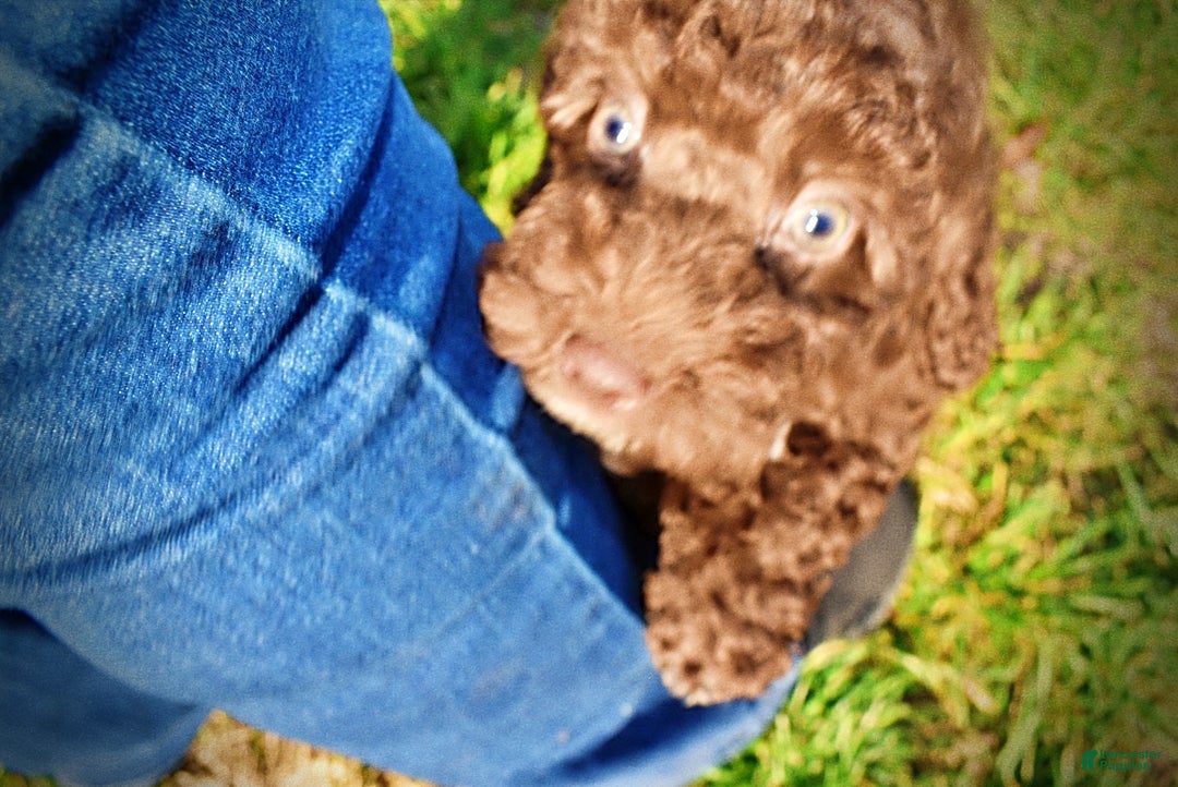 Havapoo dogs for sale: Oscar - Ad 8