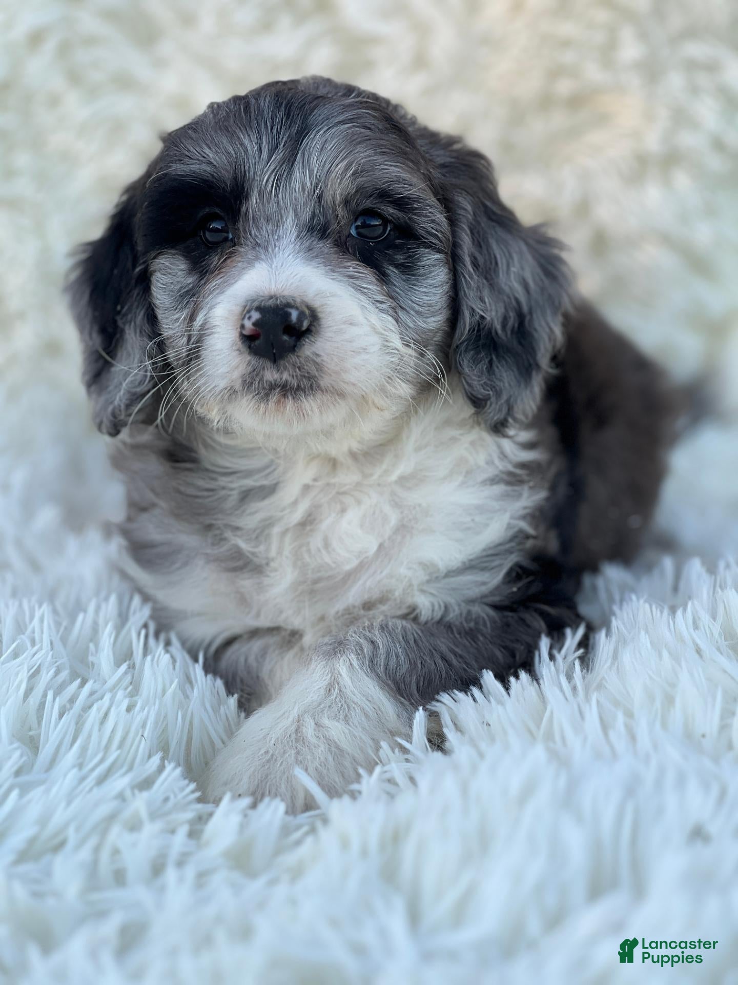 Mixed Breed dogs for sale: Blair - Ad 2