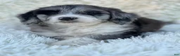 Mixed Breed dogs for sale: Blair - Ad 2