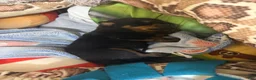 Rottweiler dogs for sale: Rottweiler Puppy 7 - Ad 21