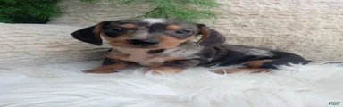 Mia