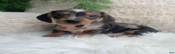 Dachshund dogs for sale: Mia - Ad 1