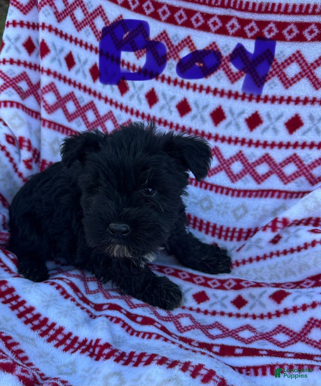 Miniature Schnauzer dogs for sale: Miniature Schnauzer Puppy 1- Rocky - Ad 1