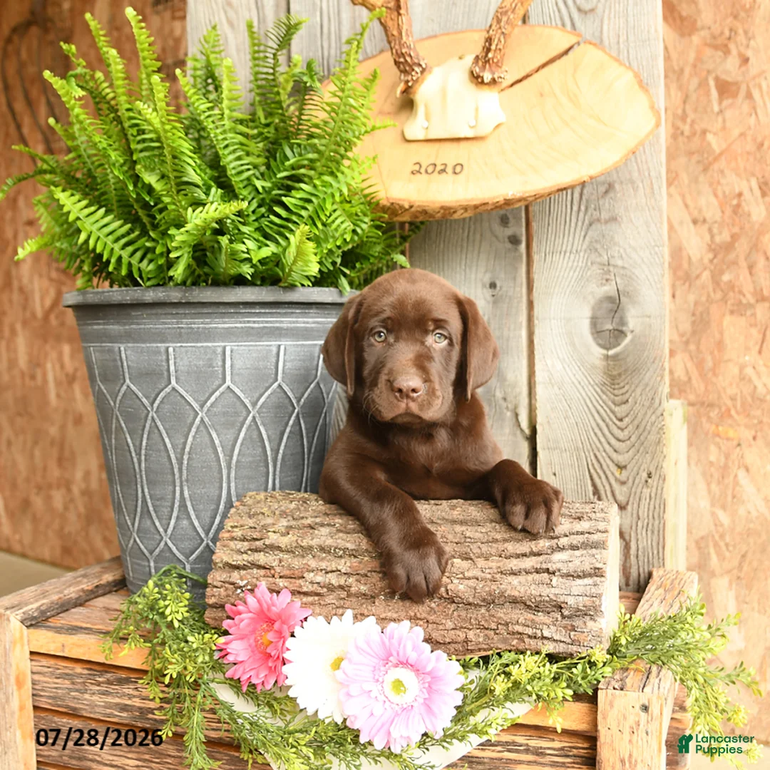 Labrador Retriever dogs for sale: Cooper - Ad 2