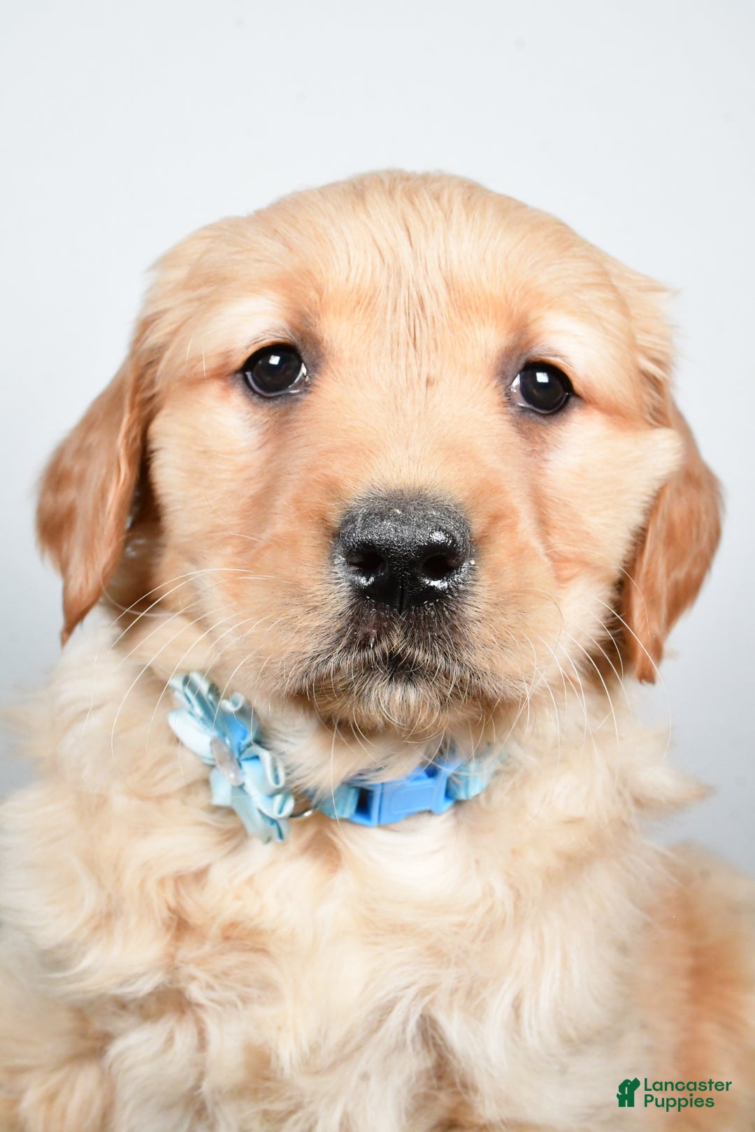 Golden Retriever dogs for sale: Jolene - Ad 7