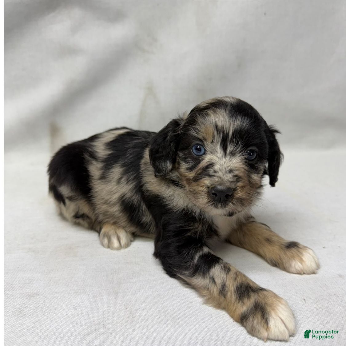 Aussiedoodle dogs Snickers - Ad 1
