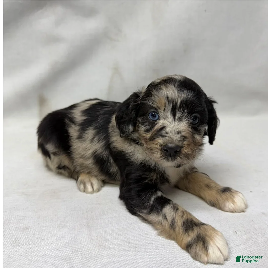 Aussiedoodle dogs for sale: Snickers - Ad 1