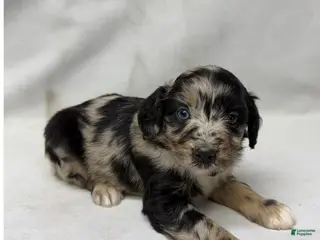 Aussiedoodle dogs for sale: Snickers - Ad 1