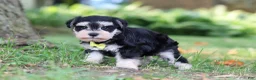 Miniature Schnauzer dogs for sale: Brodie - Ad 4