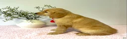 Golden Retriever dogs for sale: Dolly - Ad 3