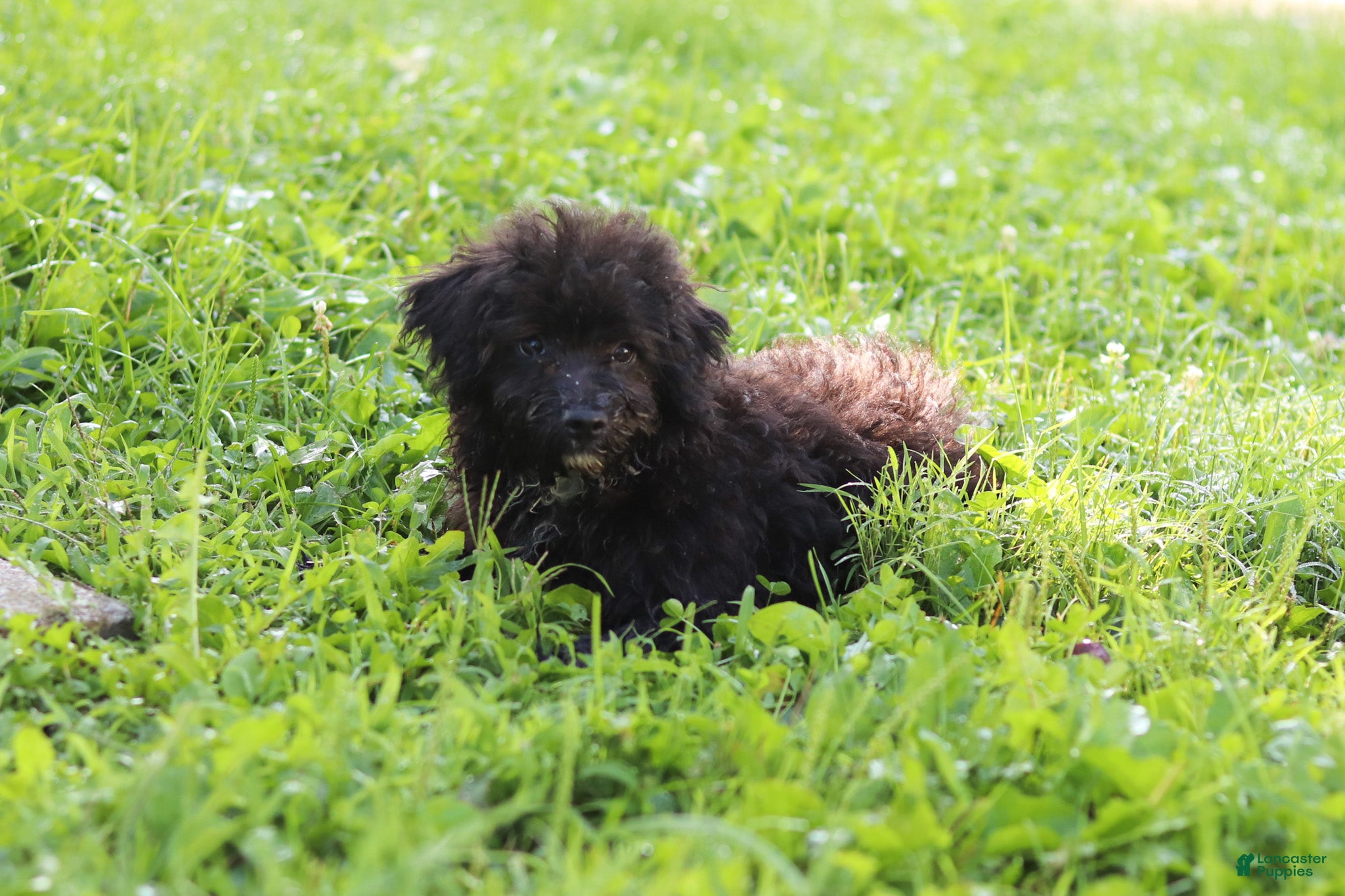 Yorkiepoo dogs Bubba - Ad 2