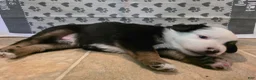 Australian Shepherd dogs for sale: Derek - Ad 4