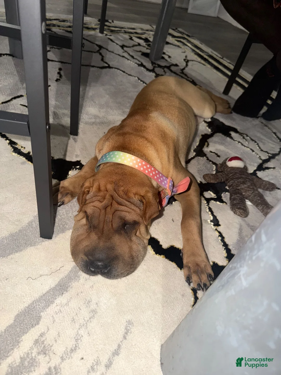 Shar Pei dogs for sale: Shar Pei 1 - Ad 12