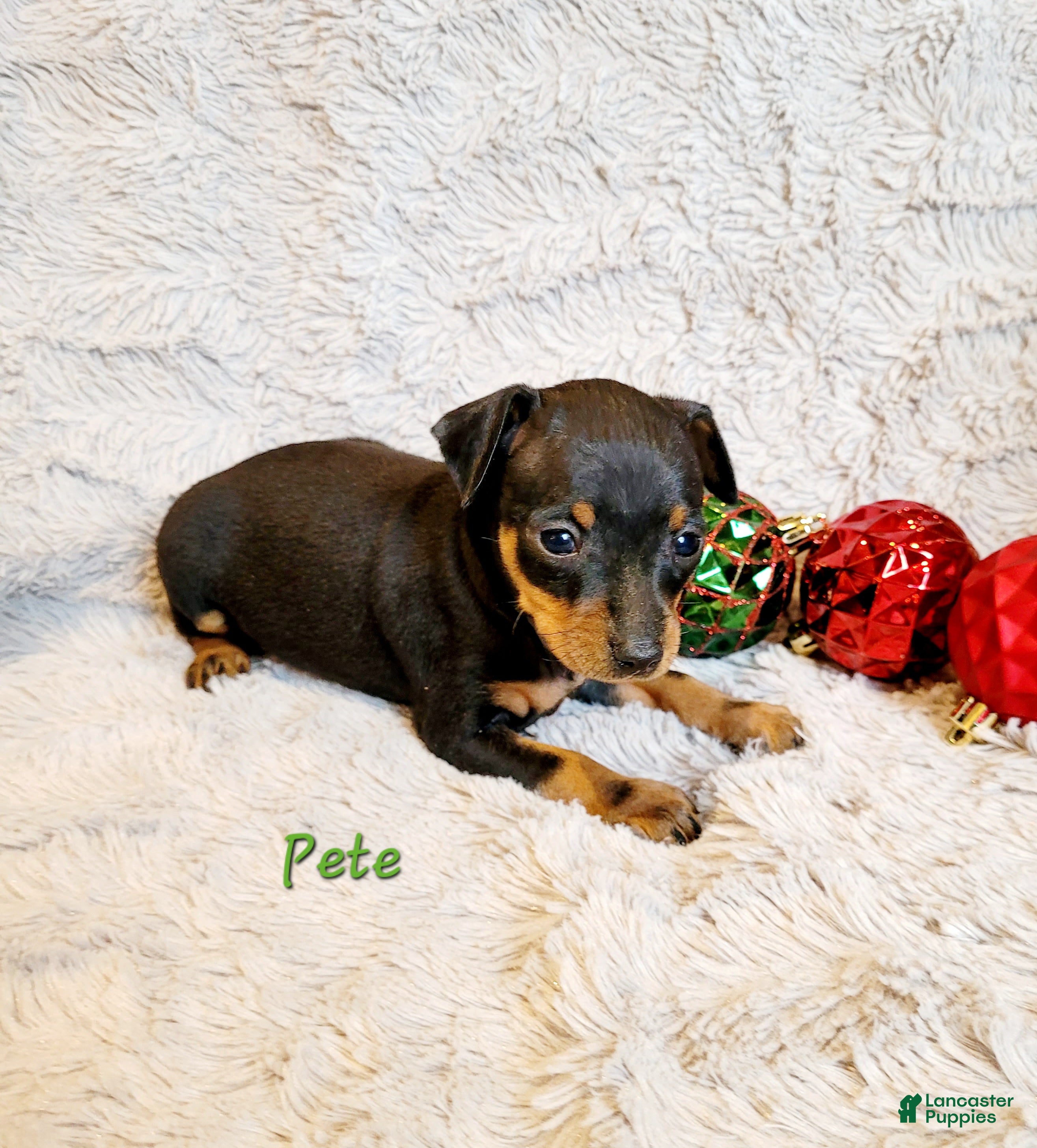 Miniature Pinscher dogs Pete - Ad 39