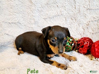 Miniature Pinscher dogs Pete - Ad 33