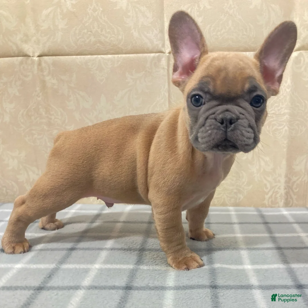 French Bulldog dogs for sale: Ridoc French Bulldog Puppy  - Ad 3