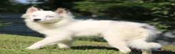Pomsky dogs for sale: Prince  - Ad 2
