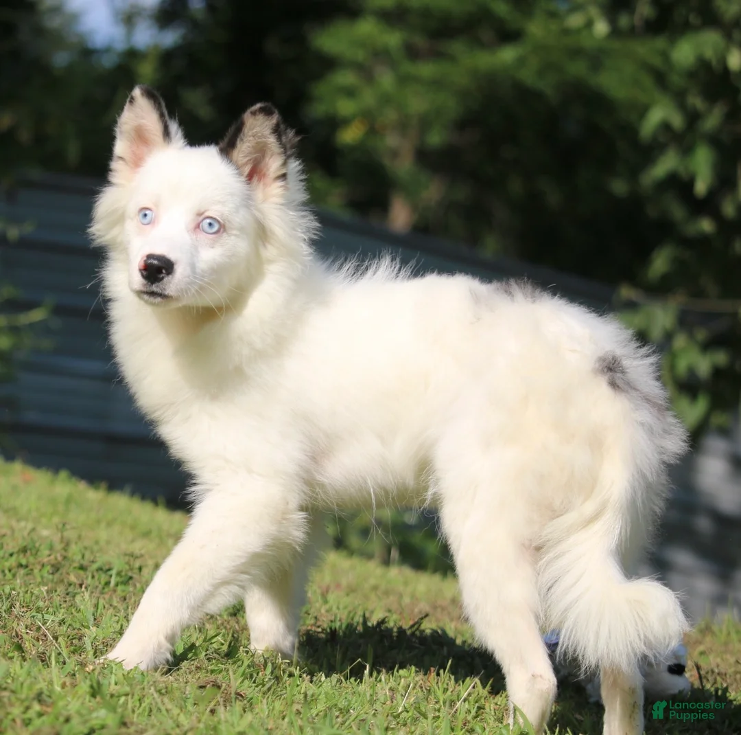 Pomsky dogs for sale: Prince  - Ad 2