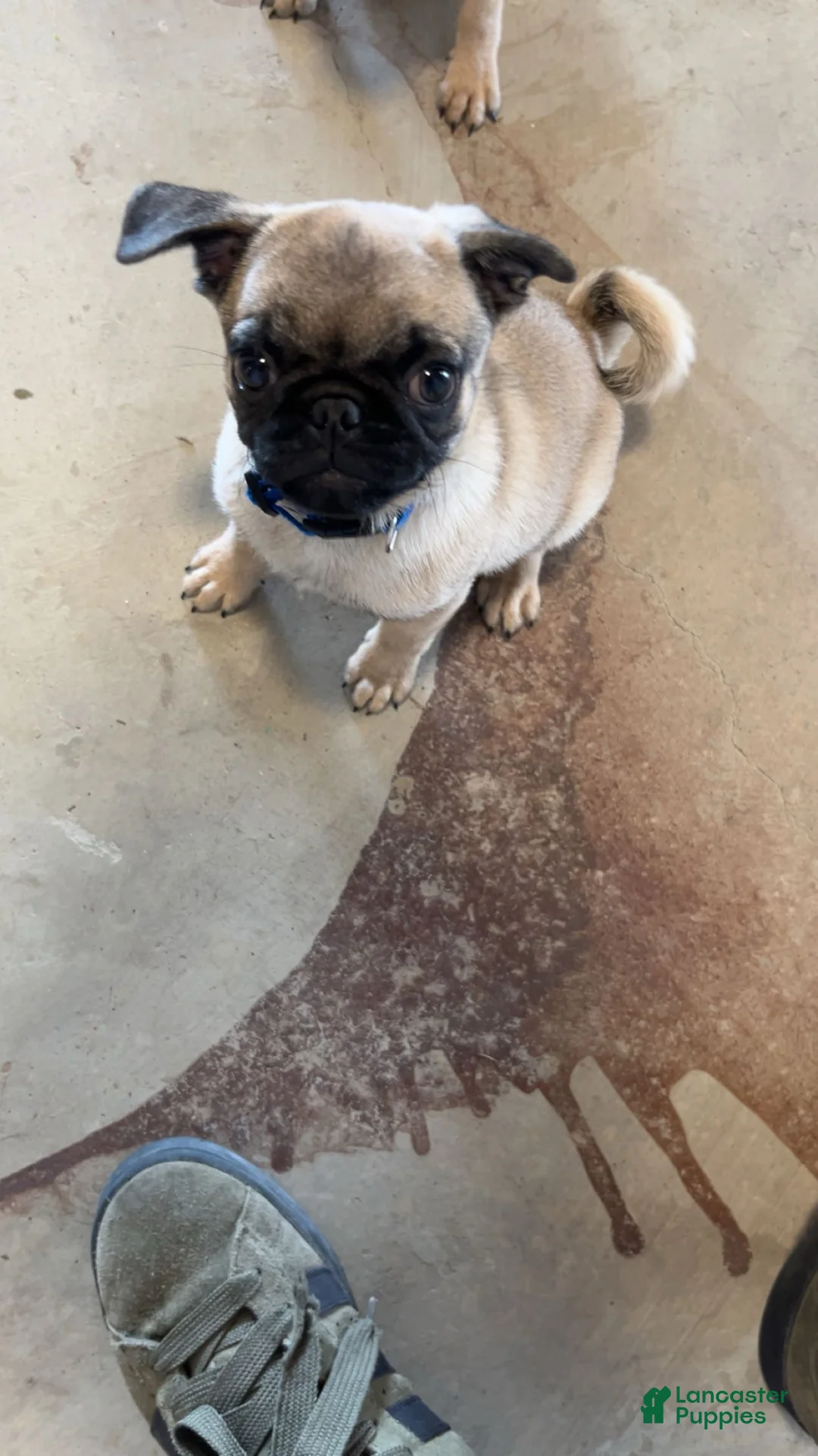 Pug dogs for sale: Pug Puppy 1 - Ad 1
