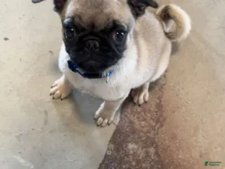 Pug dogs Pug Puppy 1 - Ad 4