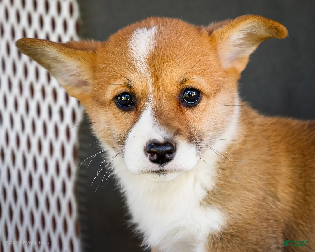 Welsh Corgi Pembroke dogs for sale: Beauty - Ad 2