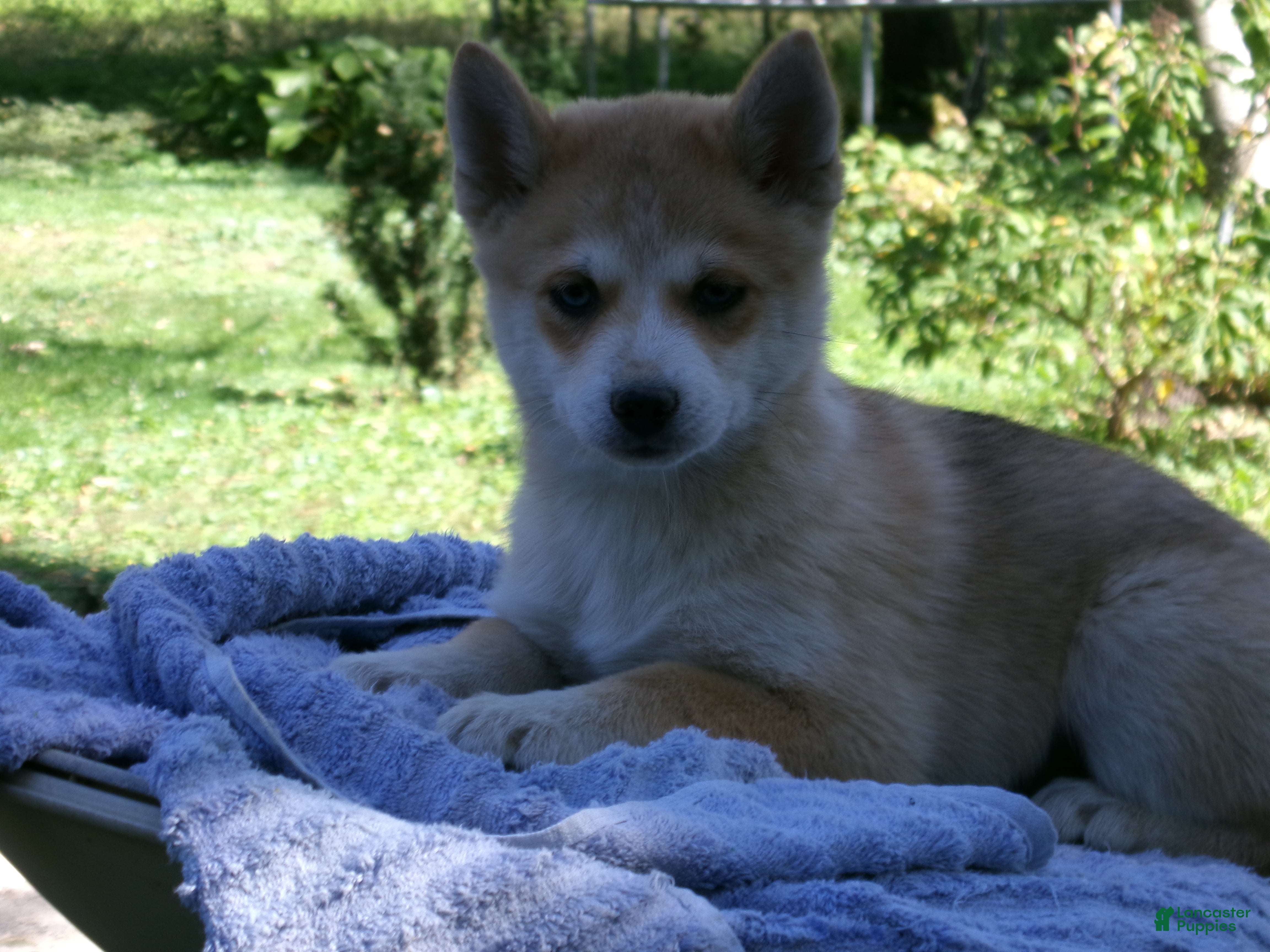 Pomsky dogs for sale: Bella - Ad 1