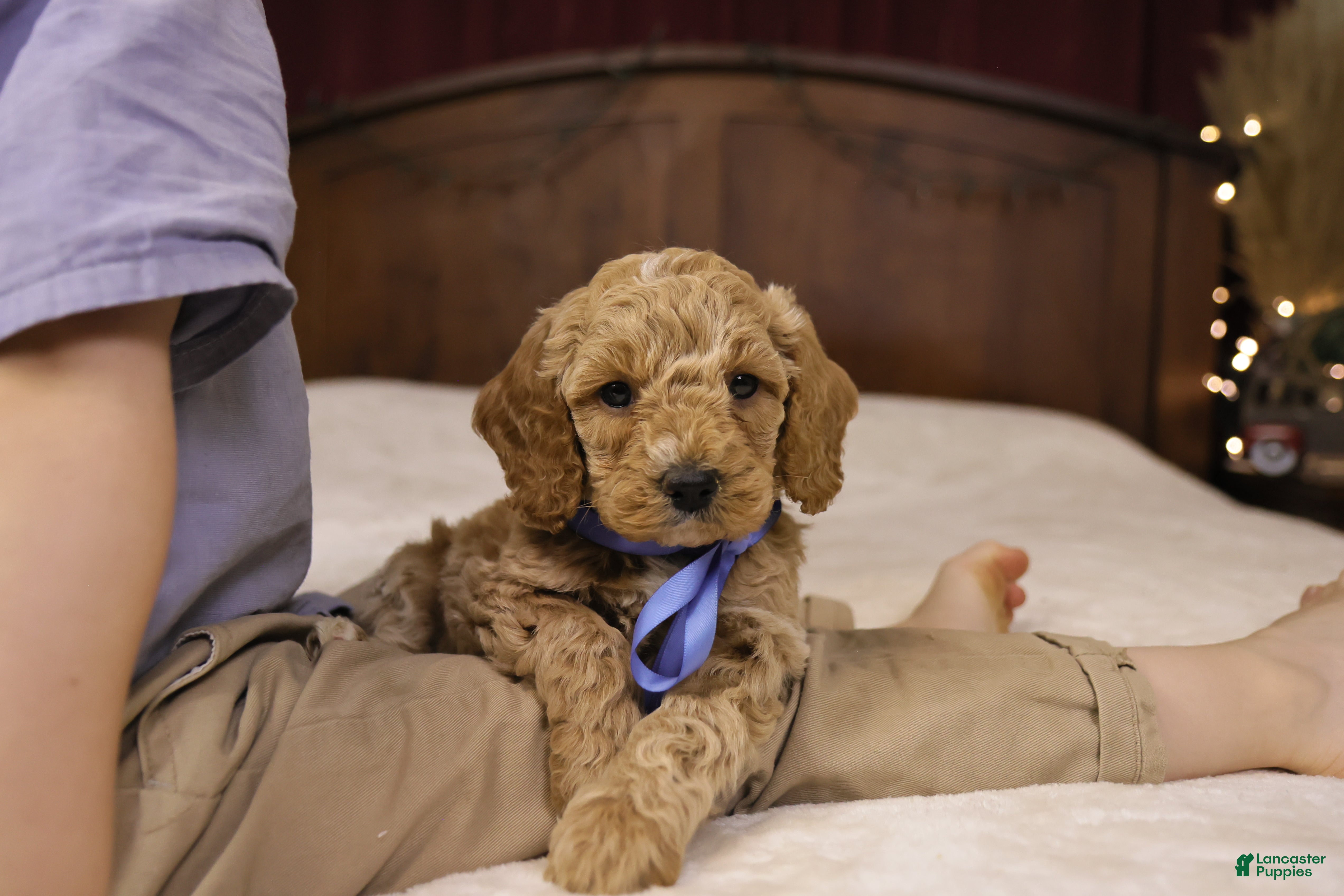Goldendoodle dogs Charlie - Ad 33