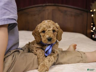 Goldendoodle dogs Charlie - Ad 12