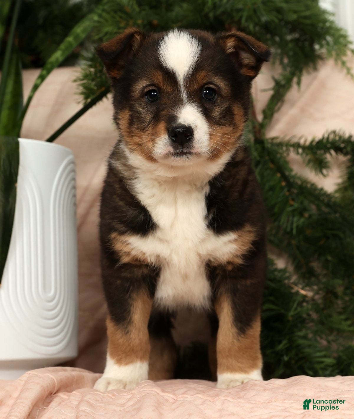 Australian Shepherd dogs Ace - Ad 3