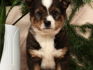 Australian Shepherd dogs Ace - Ad 24