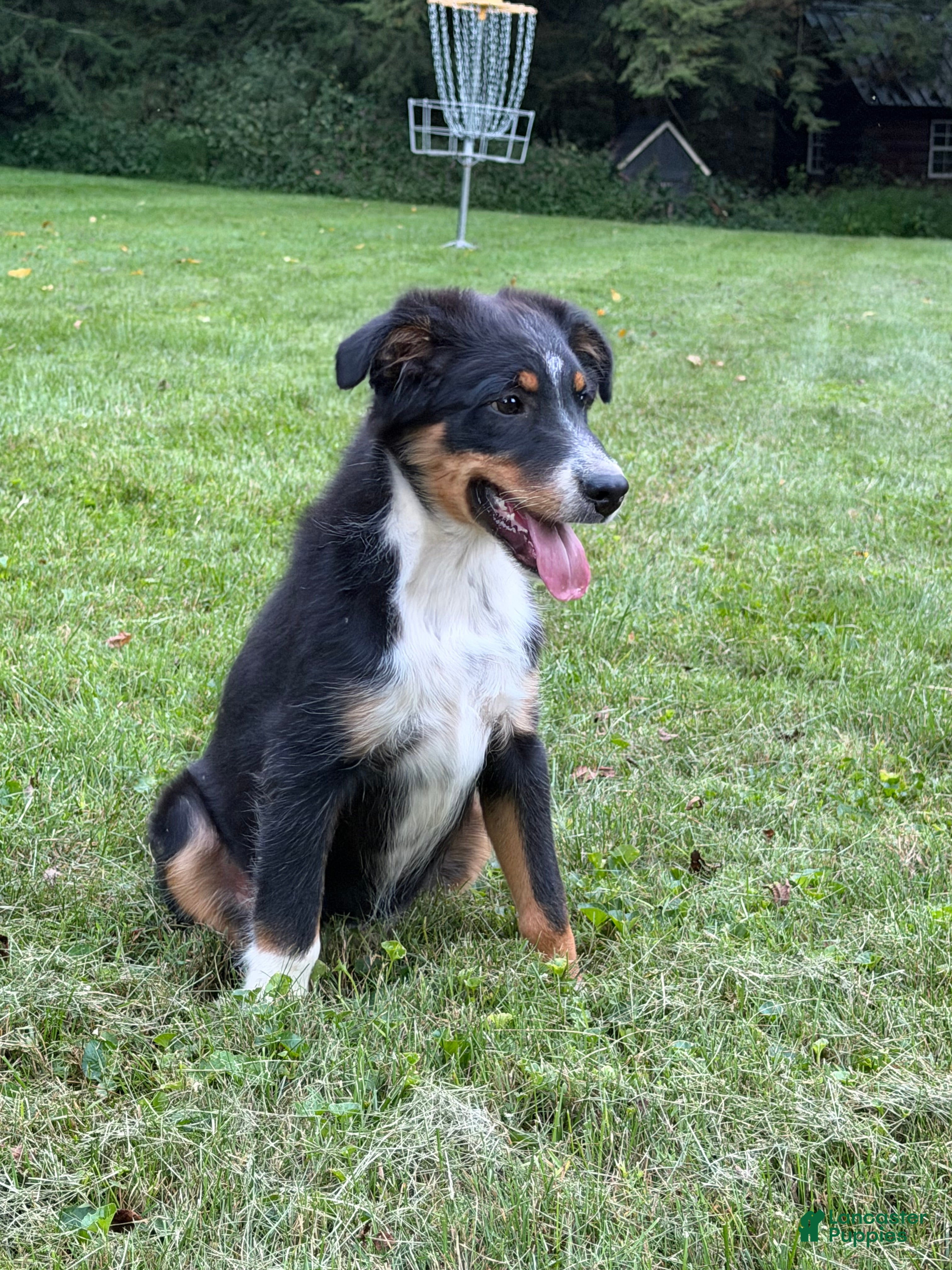 Miniature Australian Shepherd dogs for sale: Tucker - Ad 1