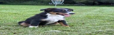 Tucker