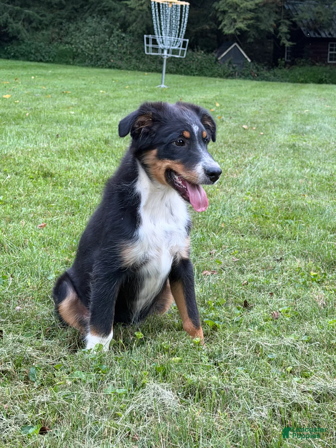 Miniature Australian Shepherd dogs for sale: Tucker - Ad 1