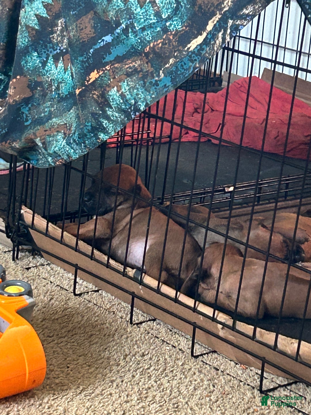 Rhodesian Ridgeback dogs for sale: Rhodesian Ridgeback Puppy 5 - Ad 1